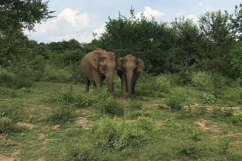 Wild elephants in Udawalawe National Park